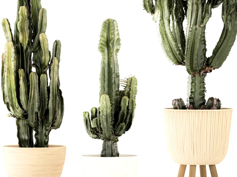 Cacti Pots Cereus Cactus Opuntia Prickly pear set Euphorbia top 3D Model
