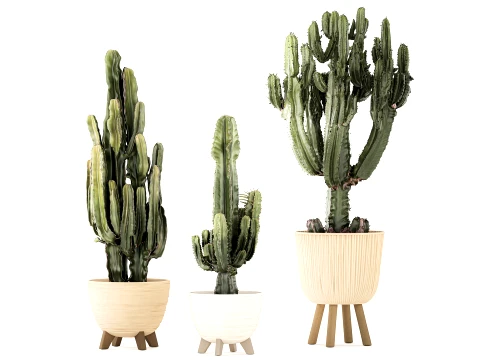 Cacti Pots Cereus Cactus Opuntia Prickly pear set Euphorbia top 3D Model