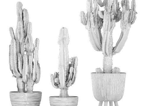 Cacti Pots Cereus Cactus Opuntia Prickly pear set Euphorbia top 3D Model