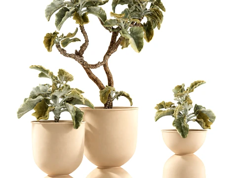 Shrubs trees featuring Kalanchoe desert plants flowerpots set 3D Model