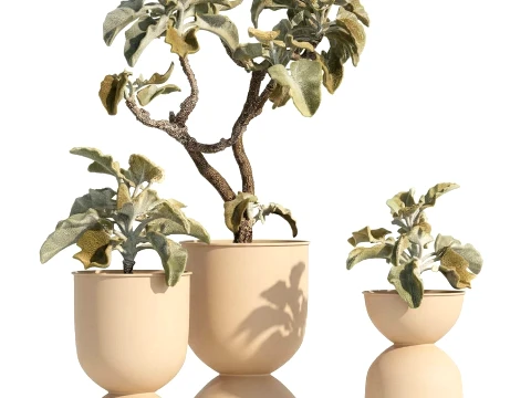Shrubs trees featuring Kalanchoe desert plants flowerpots set 3D Model