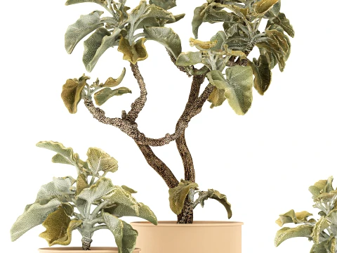 Shrubs trees featuring Kalanchoe desert plants flowerpots set 3D Model