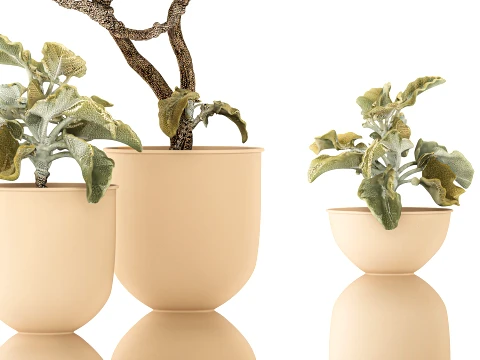 Shrubs trees featuring Kalanchoe desert plants flowerpots set 3D Model