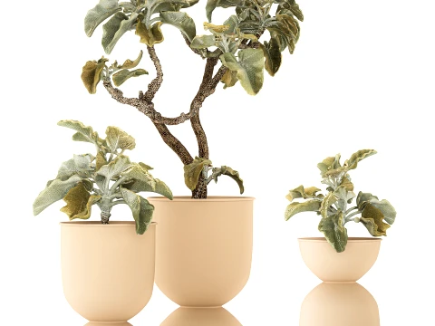Shrubs trees featuring Kalanchoe desert plants flowerpots set 3D Model