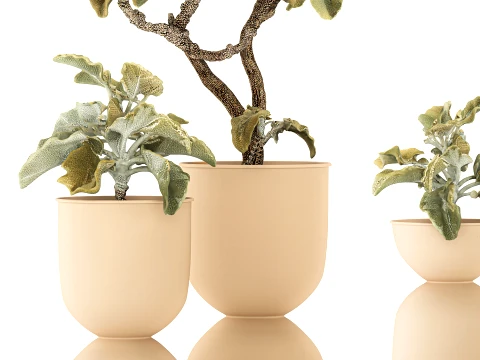Shrubs trees featuring Kalanchoe desert plants flowerpots set 3D Model
