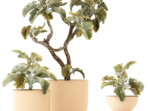 Shrubs trees featuring Kalanchoe desert plants flowerpots set 3D Model