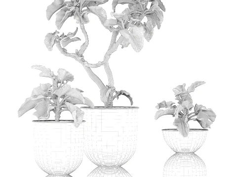 Shrubs trees featuring Kalanchoe desert plants flowerpots set 3D Model
