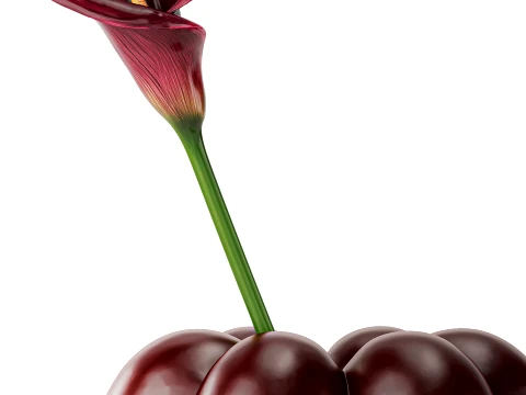 Minimalist flower bouquet Calla 101 Copenhagen new vase decor 3D Model