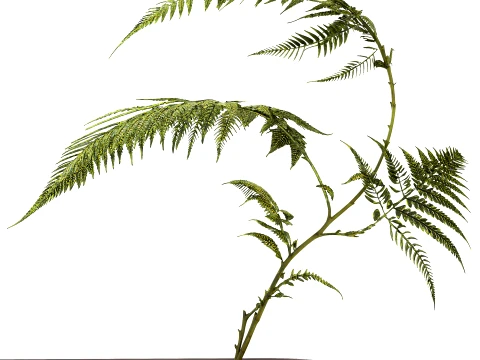 Minimalist Bouquet Branches Leaves Fern Leaves New 101 Copenhagen 3D Model