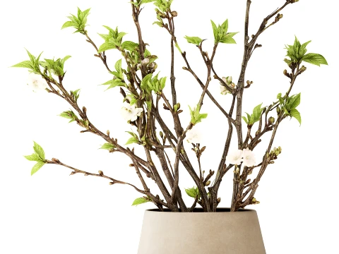 Bouquet White Flowers Vase Cherry Sakura Vase 3D Model