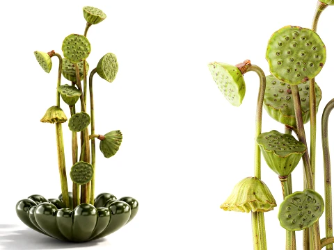 101 Copenhagen Bouquet Green Flowers Small Vase Lotus Dry 3D मॉडल