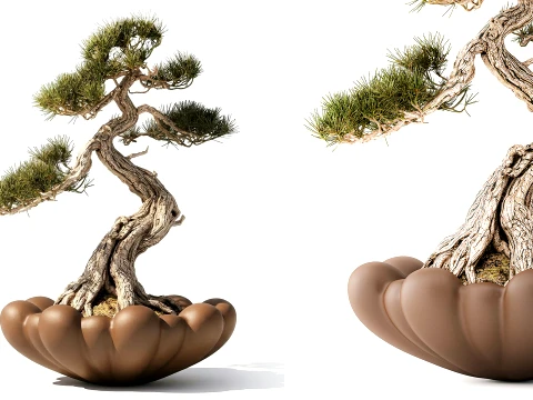 101 Pinus mini topiary pohon bonsai buket Kopenhagen Model 3D