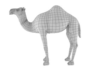 camel base mesh 3D Model