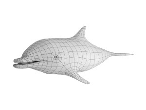 dolphin base mesh Modelo 3D