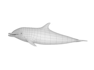 dolphin base mesh Modelo 3D