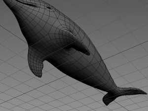 dolphin base mesh 3D Model