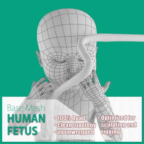 human fetus 3D Model .c4d .max .obj .3ds .fbx .stl .blend 