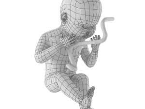 human fetus 3D Model