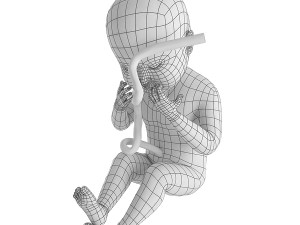 human fetus 3D Model