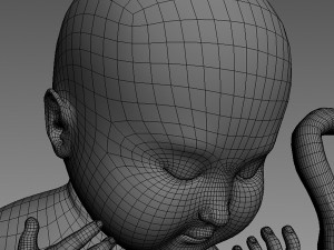 human fetus 3D Model