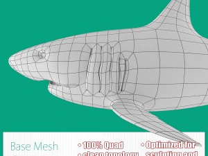 shark base mesh Model 3D