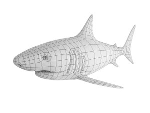 shark base mesh 3D Модель