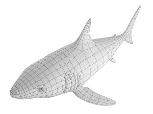 shark base mesh 3D Модель