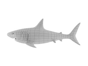 shark base mesh 3D Модель