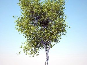 tree 3D-Modell
