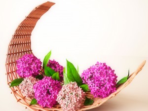 pink flowers Model 3D