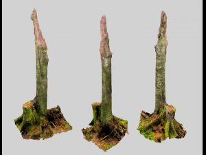 forest stubs Modello 3D