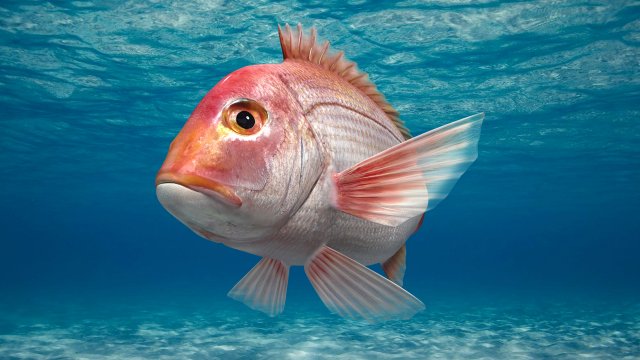northern red snapper animated 3D Model .c4d .max .obj .3ds .fbx .stl .blend 