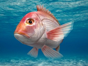 northern red snapper animated 3D Model