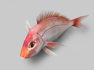 northern red snapper animated 3D Model