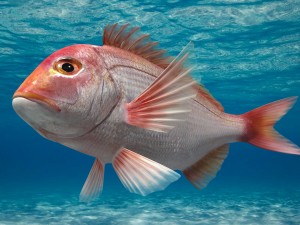 northern red snapper animated 3D Model