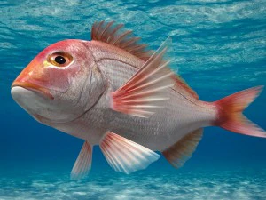 northern red snapper animated 3D Model