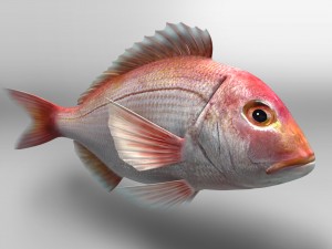 northern red snapper animated 3D Model