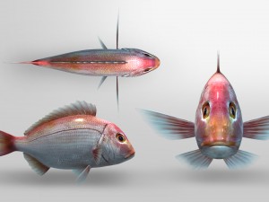northern red snapper animated 3D Model