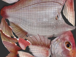 northern red snapper animated 3D Model