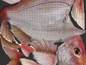 northern red snapper animated 3D Model