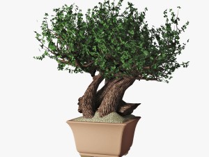 bonsai 3Dモデル