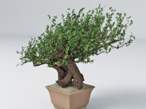 bonsai 3Dモデル