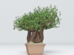bonsai 3Dモデル