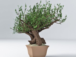 bonsai 3Dモデル