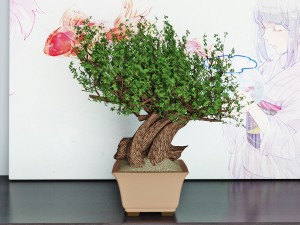 bonsai 3Dモデル