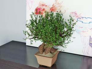 bonsai 3Dモデル
