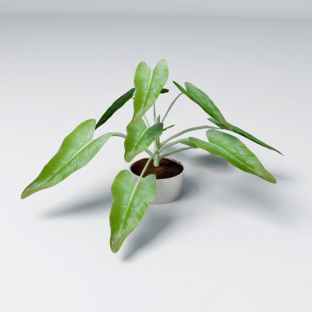 small plant 3D 모델 .c4d .max .obj .3ds .fbx .stl .blend 
