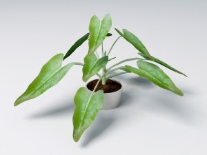 small plant 3D 模型