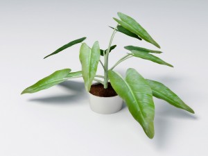small plant 3D 모델