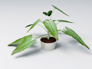 small plant 3D 모델